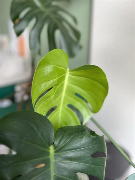 龜背芋 風水